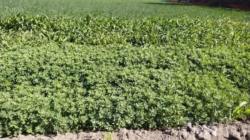 3 Acre Agricultural Land with Bore and House - જમીન અને પ્લોટ - વાંકાનેર - Image 3
