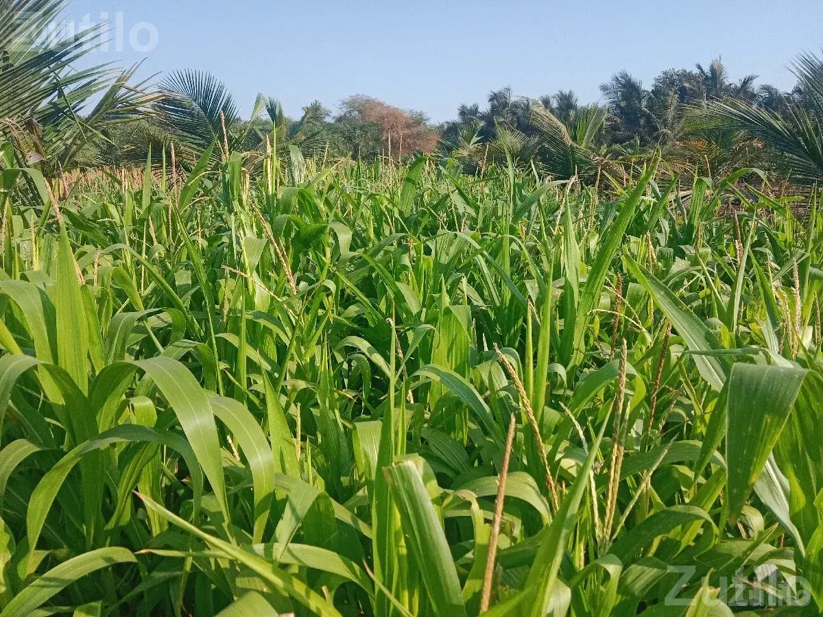 Maize Crop on 1.5 Vigha Agricultural Land - Land & Plots - Mithapur - Image 2