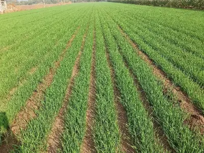 જમીન વેચવાની છે જમીન વેચવાની છે