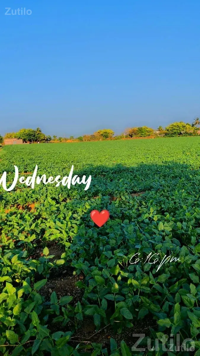 Fertile Green Agricultural Land Plot - Land & Plots - Chhaya - Image 1