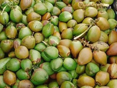 Coconut Coconut