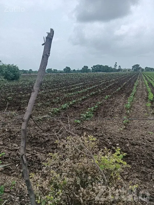 Rajkot Fertile Agriculture Land for Sale - Land & Plots - Rajkot City - Image 1