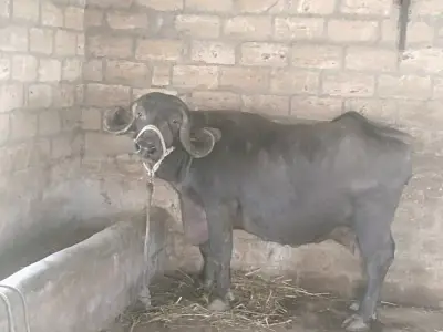 ભેંસ વેચવાની છે ભેંસ વેચવાની છે
