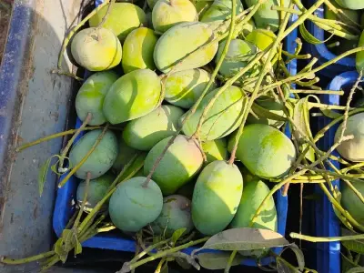 Kesar Mango Orchard Lease with 150 Trees Kesar Mango Orchard Lease with 150 Trees