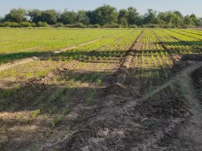 જમીન વેસવાની જમીન વેસવાની