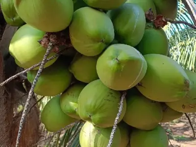 Coconut Orchard Lease for One Year Coconut Orchard Lease for One Year