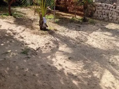 Chhaya Residential Land with Coconut Trees Chhaya Residential Land with Coconut Trees