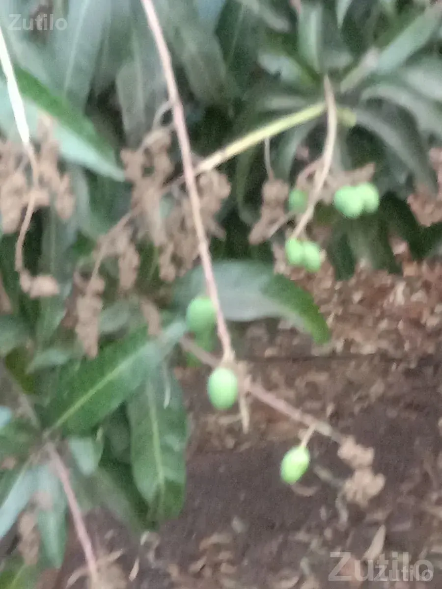 Kesar Mango Orchard Lease in Talala - જમીન અને પ્લોટ - તલાલા - Image 3