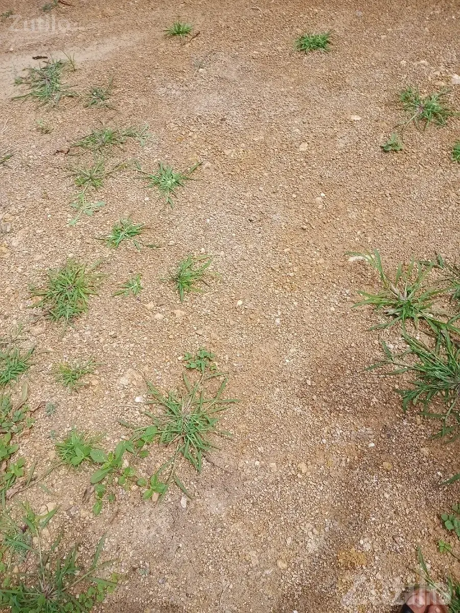 Residential Plot for Sale in Porbandar - Land & Plots - Kutiyana - Image 1