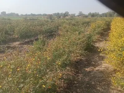 4 Vigha Fertile Agricultural Land Plot 4 Vigha Fertile Agricultural Land Plot