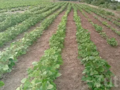Rajkot Fertile Farm Land for Sale Rajkot Fertile Farm Land for Sale