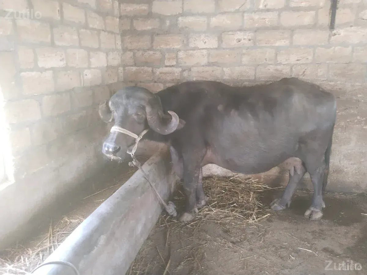 ભેંસ વેચવાની છે - કાર - માણાવદર - Image 3