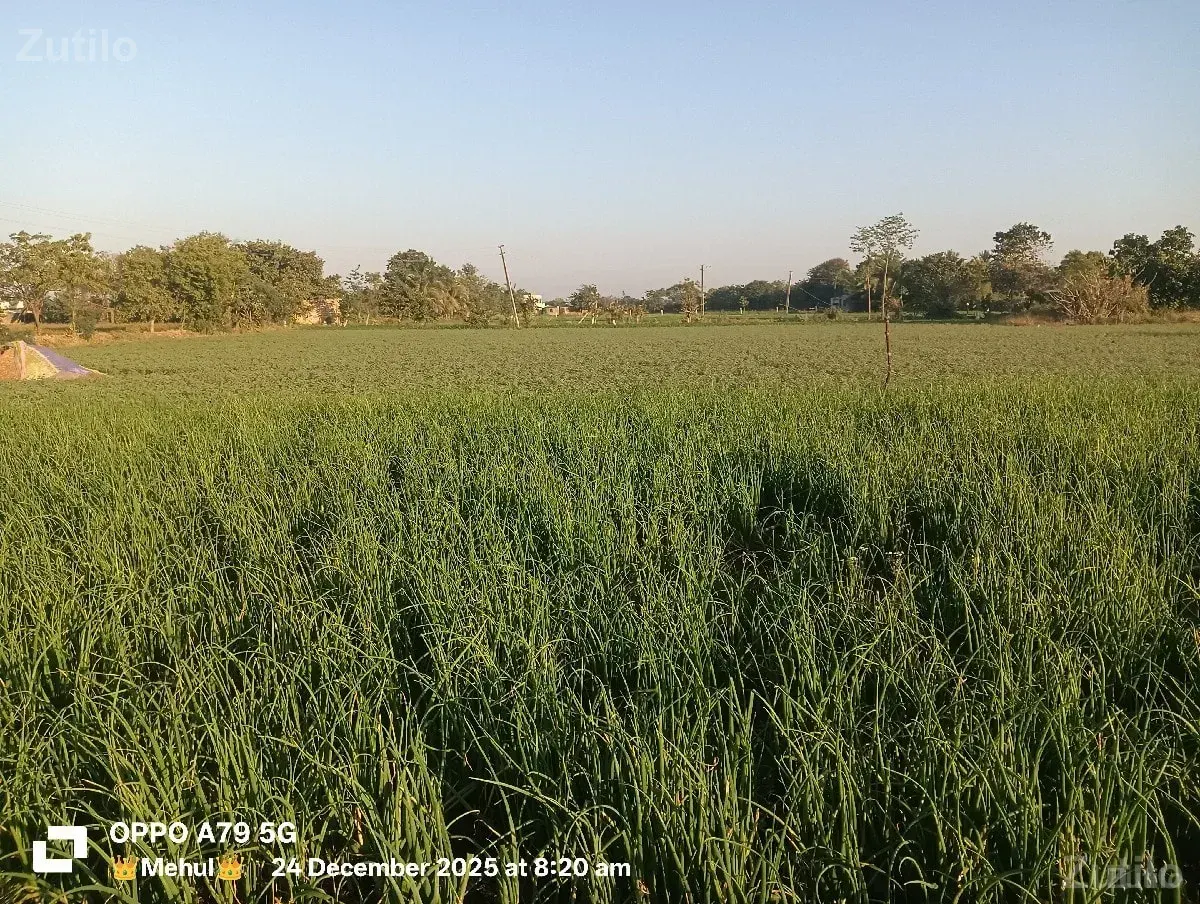 જમીન વેસવાની છે. - જમીન અને પ્લોટ - ઊના - Image 3
