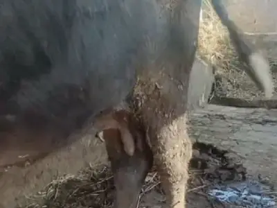 આ ભેંશ વેસવાની છે વેતર ત્રીજું