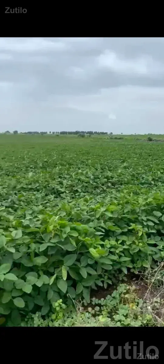 Fertile Agricultural Land in Lathi - Land & Plots - Lathi - Image 3