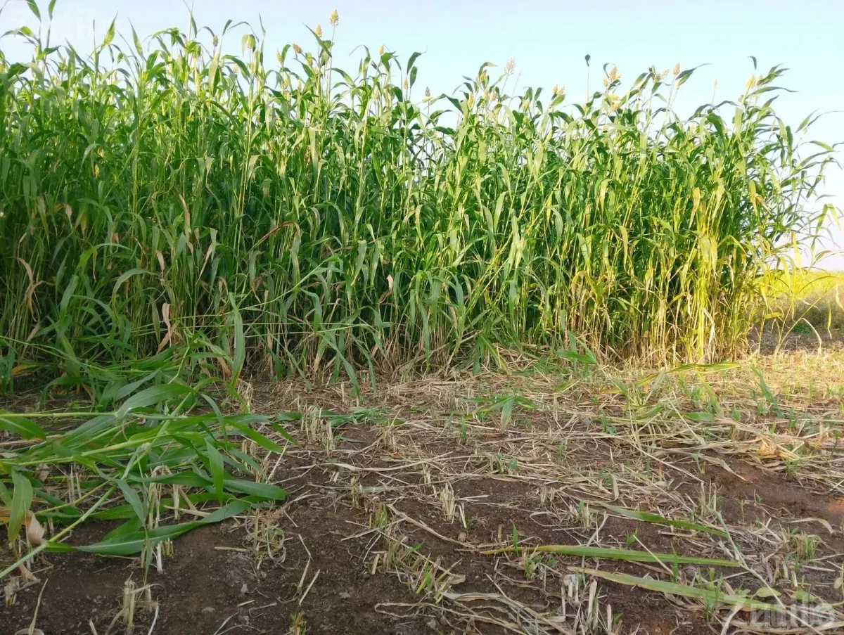7 Bigha Agricultural Land Plot for Sale - જમીન અને પ્લોટ - ખંભાળિયા - Image 3