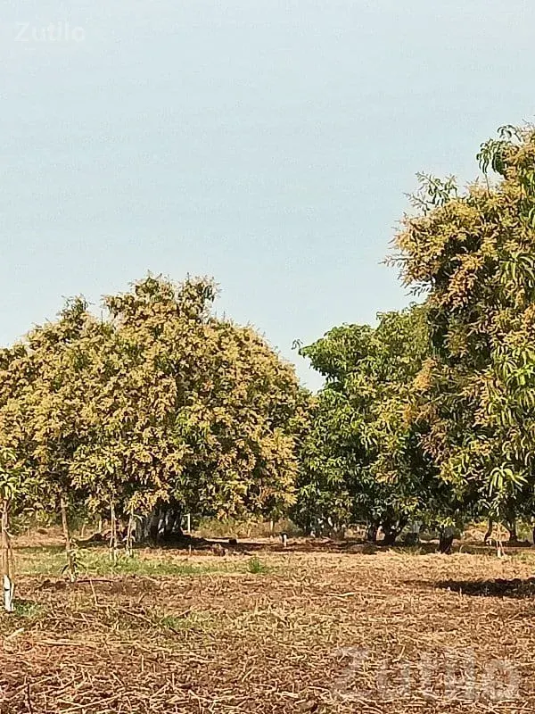 Fully Grown Mango Orchard Land for Sale - જમીન અને પ્લોટ - સુત્રાપાડા - Image 3