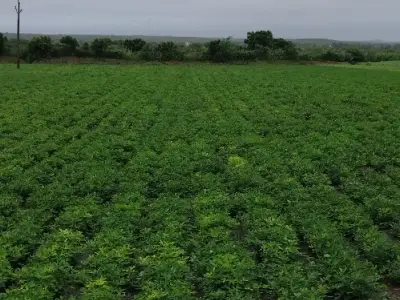 Fertile Green Farmland Plot for Sale Fertile Green Farmland Plot for Sale