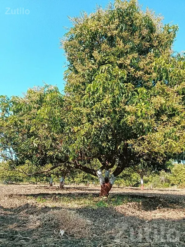 Fully Grown Mango Orchard Land for Sale - જમીન અને પ્લોટ - સુત્રાપાડા - Image 2