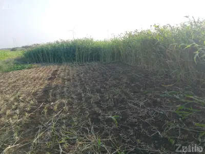 7 Bigha Agricultural Land Plot for Sale