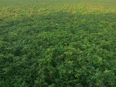10 વીઘા એક લીધાના ૨૬ લાખ 10 વીઘા એક લીધાના ૨૬ લાખ
