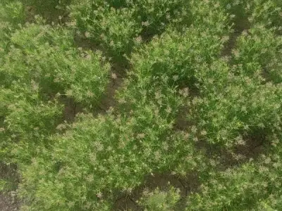 Fertile Agriculture Land for Sale Fertile Agriculture Land for Sale