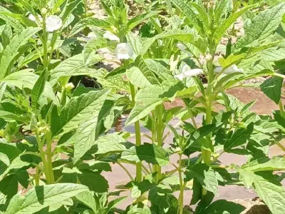 Fertile Agricultural Land in Virpur Fertile Agricultural Land in Virpur