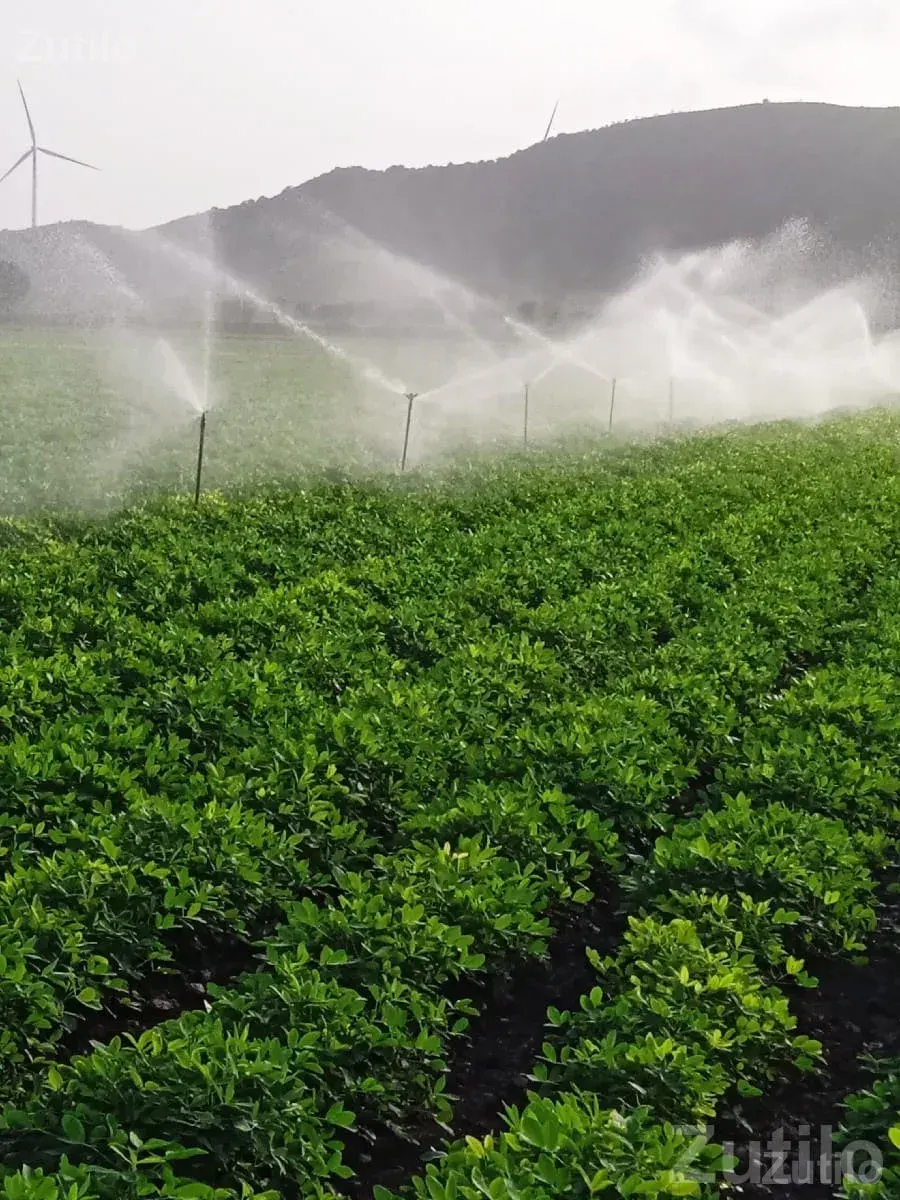 Irrigated Farmland Plot in Jamjodhpur - જમીન અને પ્લોટ - જામજોધપુર - Image 2