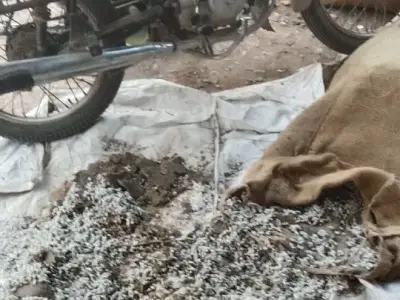 Kawasaki Style Motorcycle for Sale