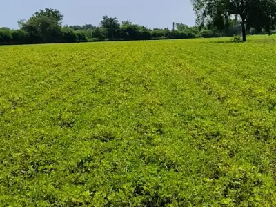 ખેતી ની જમીન વેચવાની છે ખેતી ની જમીન વેચવાની છે