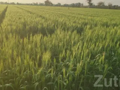 Fertile Agriculture Land for Sale Kodinar Fertile Agriculture Land for Sale Kodinar