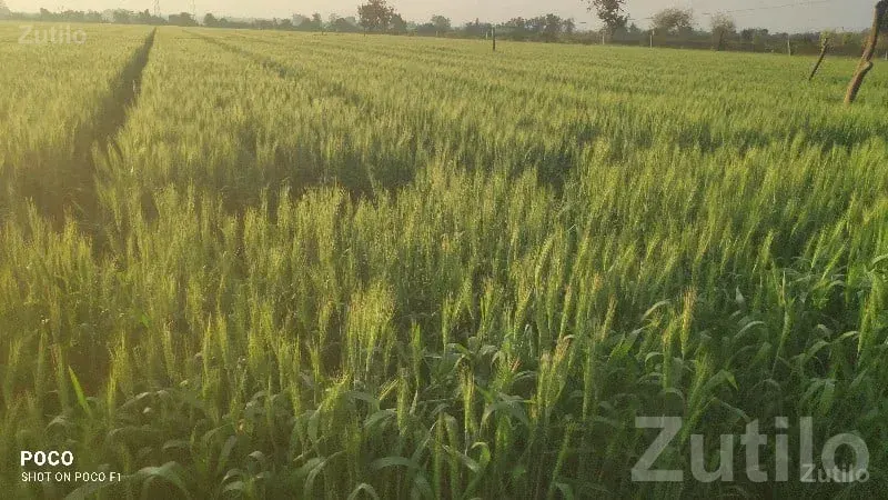 Fertile Agriculture Land for Sale Kodinar - જમીન અને પ્લોટ - કોડીનાર - Image 1