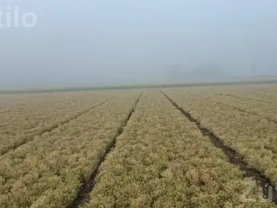 Agricultural Land Required on Lease Agreement Agricultural Land Required on Lease Agreement