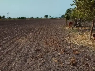 Fertile Agricultural Land for Sale Rajkot Fertile Agricultural Land for Sale Rajkot