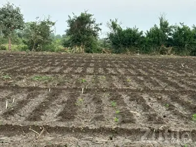 Kodinar 41 Gutha Fertile Farm Land Plot Kodinar 41 Gutha Fertile Farm Land Plot