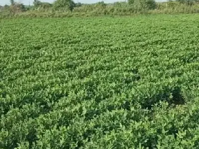 16 Vigha Fertile Farm Land with Water