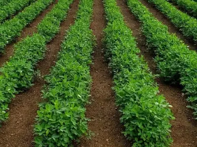 જમીન વેચવાની છે જમીન વેચવાની છે