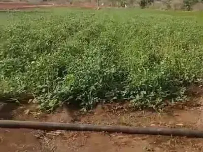 Fertile Agriculture Land in Visavadar