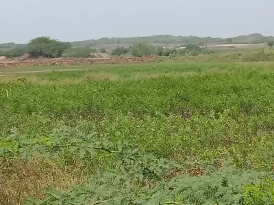 10 Vigha Road Touch Land with Clear Title