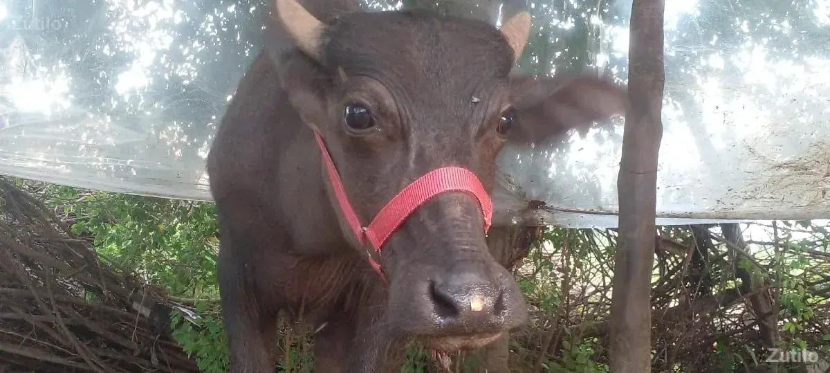 વિજયપરમાર - કાર - ઊના - Image 2