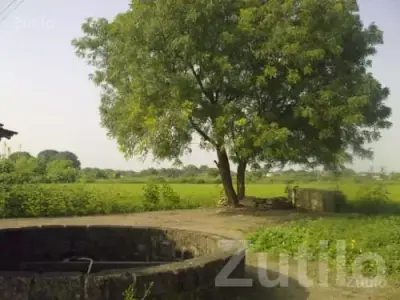 Fertile 25 Bigha Farm Land with Well Water Fertile 25 Bigha Farm Land with Well Water