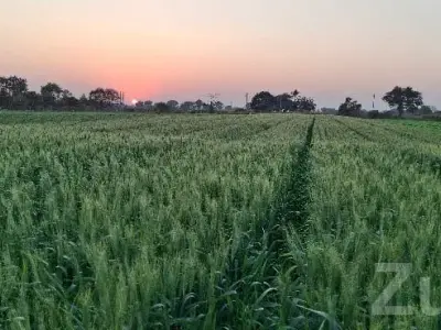 15 Vigha Fertile Agriculture Land Sale 15 Vigha Fertile Agriculture Land Sale