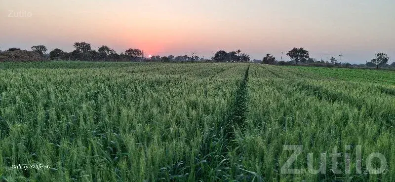 15 Vigha Fertile Agriculture Land Sale - Land & Plots - Ghogha - Image 1