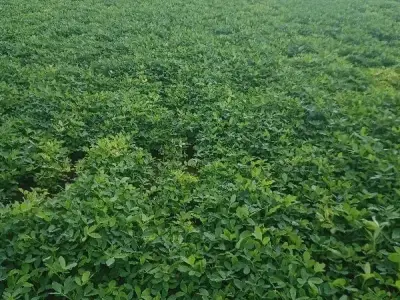 Fertile Green Farmland Plot in Kutiyana Fertile Green Farmland Plot in Kutiyana