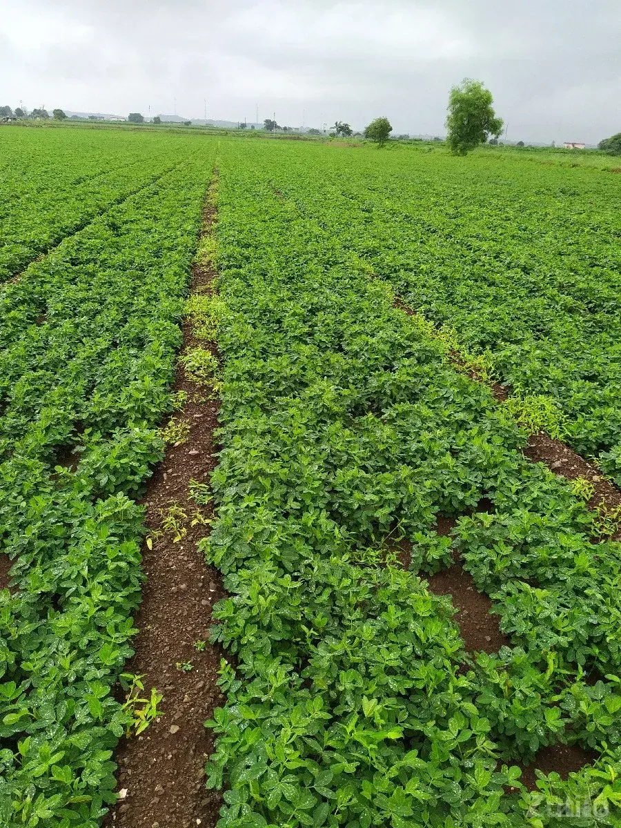21.25 vigha - Land & Plots - Vagra - Image 2