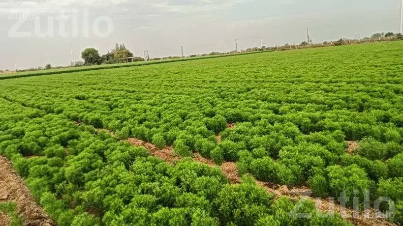 Agricultural Land Required on Lease Agreement - જમીન અને પ્લોટ - લીમખેડા - Image 2
