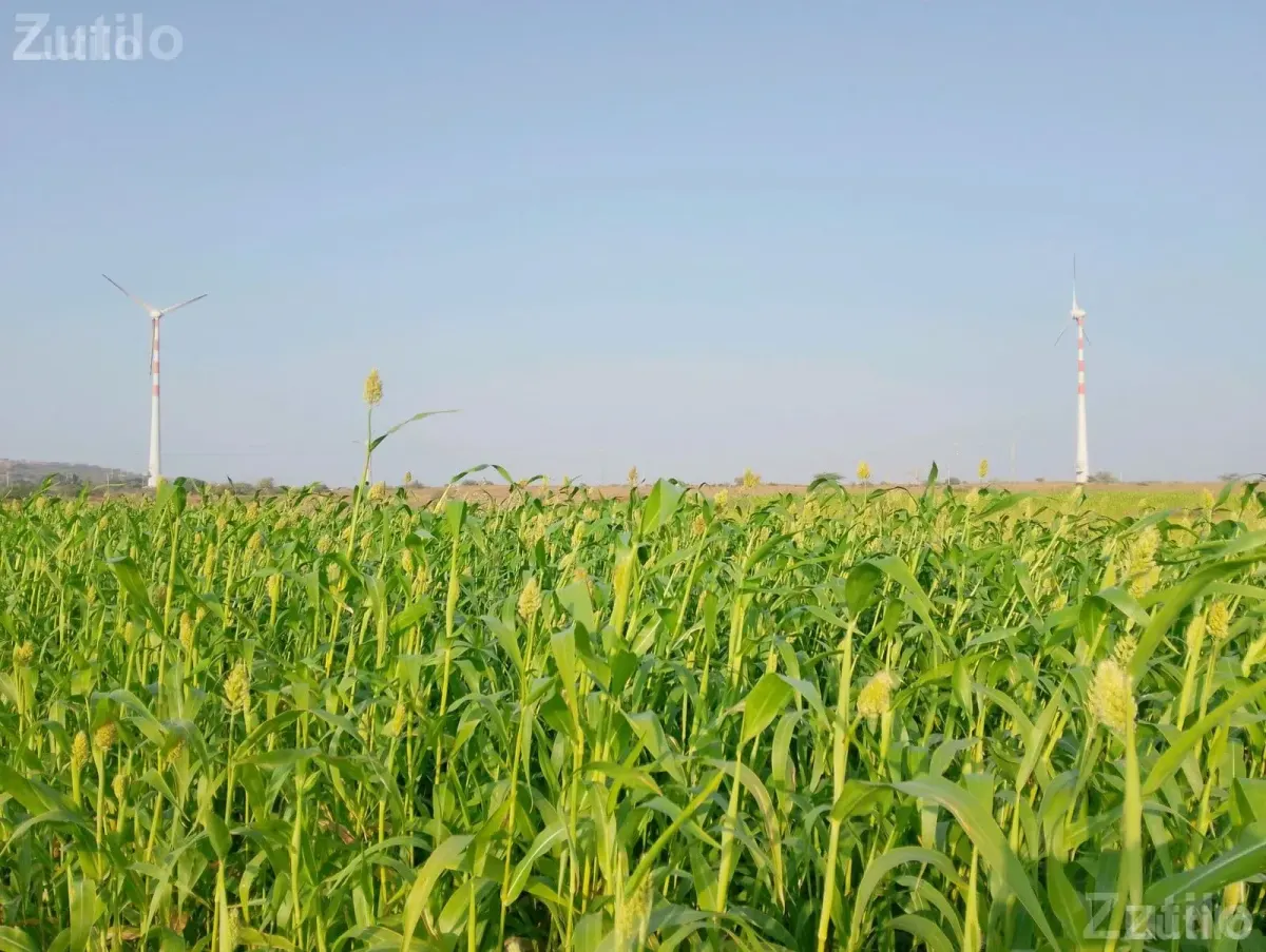 7 Bigha Agricultural Land Plot for Sale - જમીન અને પ્લોટ - ખંભાળિયા - Image 5