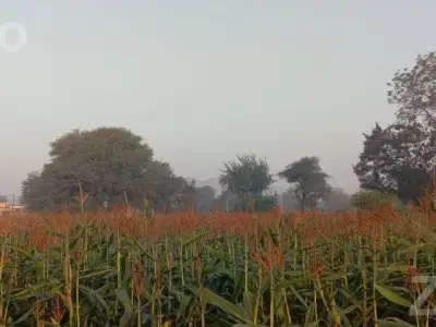 6.20 Bigha Agricultural Land for Sale 6.20 Bigha Agricultural Land for Sale