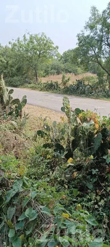 12.30 Vigha Road Touch Agricultural Land - જમીન અને પ્લોટ - રાજકોટ શહેર - Image 3
