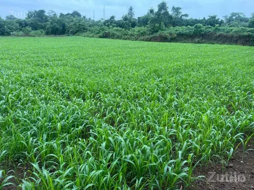 Advana - Land & Plots - Bhanvad - Image 1